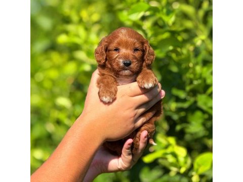 Teslime hazır maltipoo köpekler