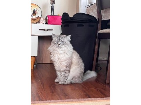 Erkek british longhair kedime dişi eş arıyorum