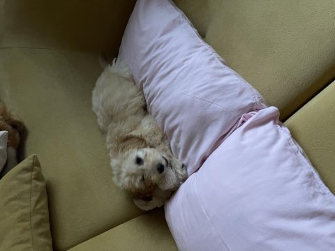 Sevimli dört aylık maltipoo dişi