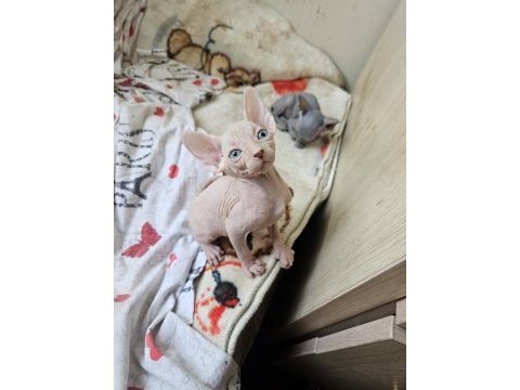 Sphynx (sfenks) 2.5 aylık