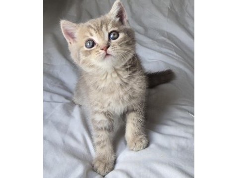Bal gibi british longhair bebekler aile arıyor