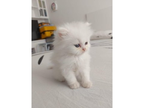 Safkan british shorthair yavruları