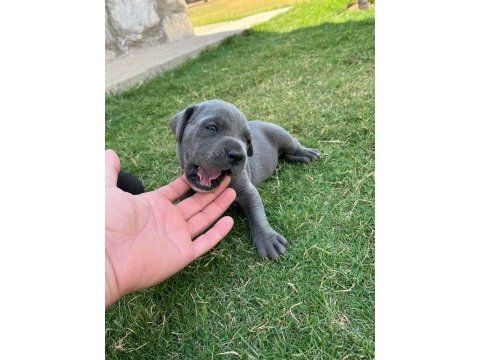 Safkan cane corso yavrularımız