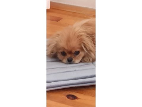 Dünyalar tatlısı bebek pekinezimiz max
