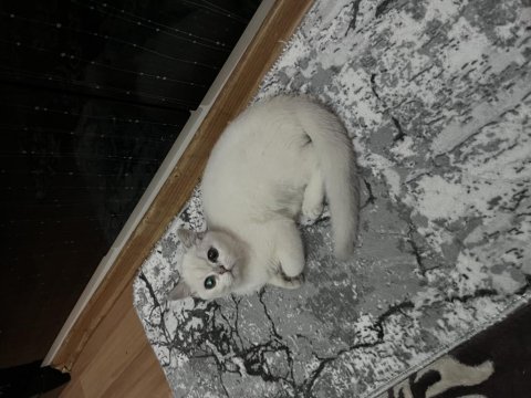 5 aylık british shorthair