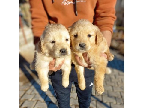A kalite golden retriever yavrular