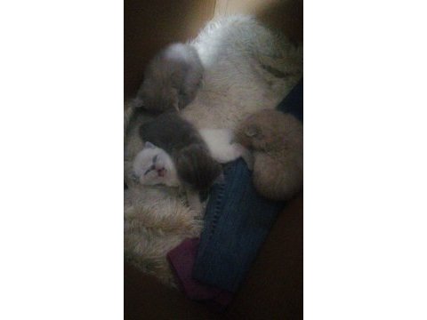 Scottish fold yavru antalya yeni