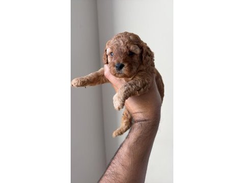 25 günlük minik poodle kızlarım