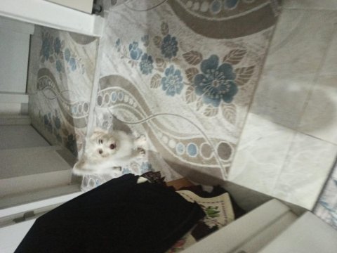 Alex yeni sahibini arıyor maltese terrier