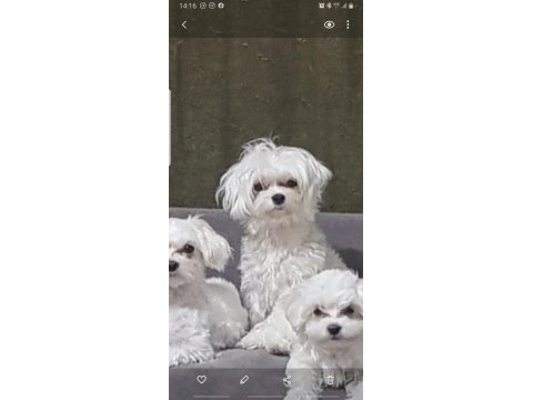 Petmode köpek çiftliğinden kore kan maltese