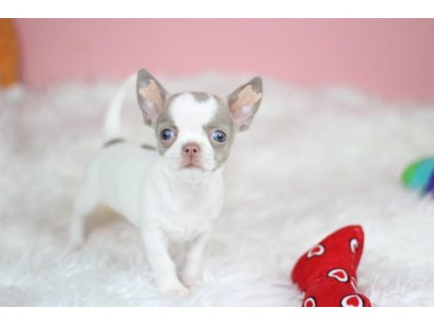 Egzotic lilac white chihuahua