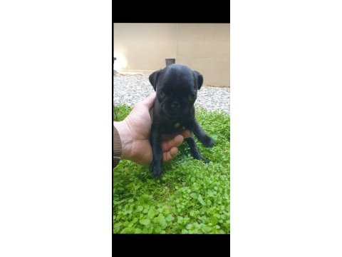 Yavru pug 3 aylık dişi siyah renk