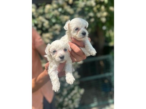 Maltese terrier yavrular