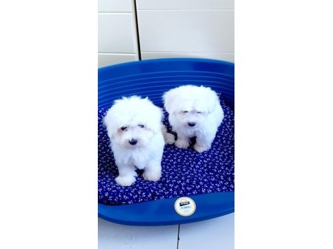Kar beyaz 0 numara maltese terrier yavrularımız