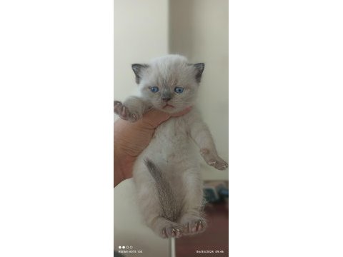 Safkan anne baba blue point british shorthair bebekler