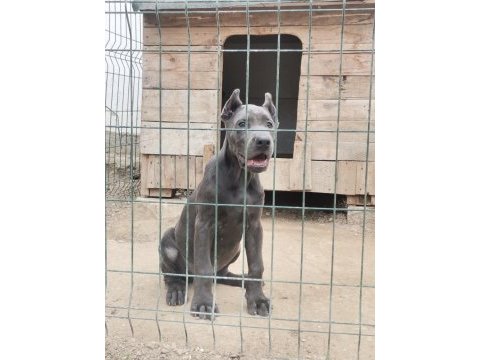 Irkının en iyisi cane corso yavrular kapıda ödeme mevcut