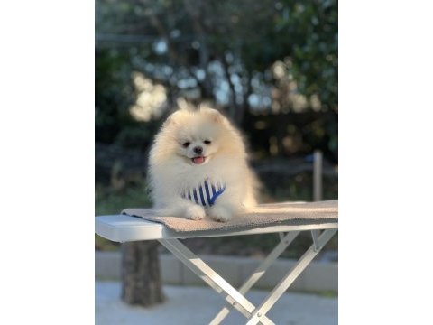 Kutup ayısı pomeranian boo