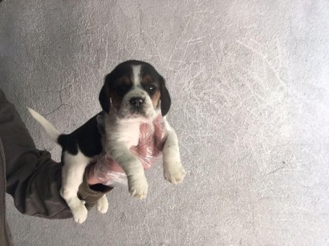 Beagle yavrular