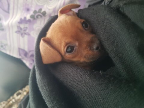 3.5 aylık dişi minyatür pinscher