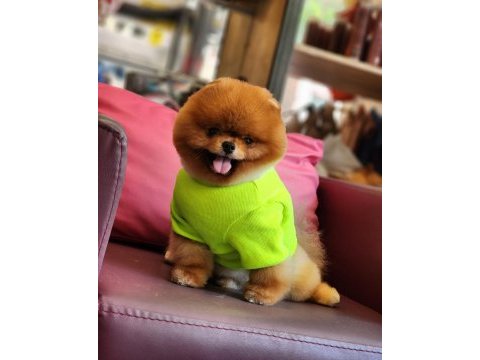 Yetişkin türkiyenin açık ara en iyisi pomeranian