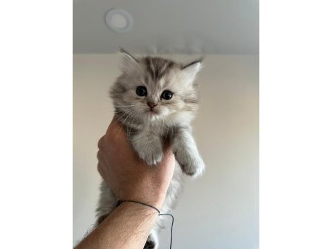 Muhteşem dişi brıtısh shorthair bebeğimiz