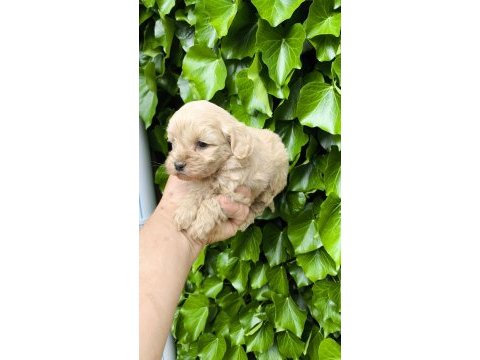 Maltipoo cinsi yavrular