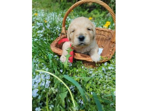 Golden retriever gelip görerek alabilirsiniz