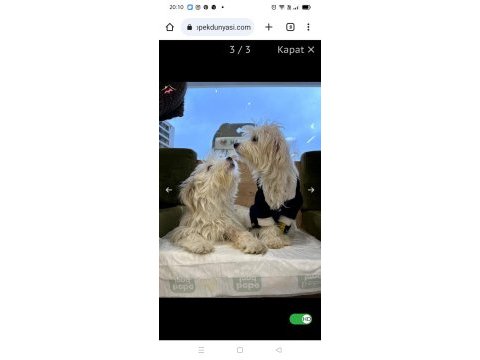 Sevgi yumağı biri dişi biri erkek iki kardeş