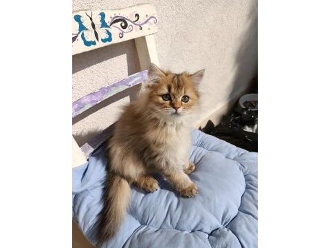 5 aylık british longhair black golden