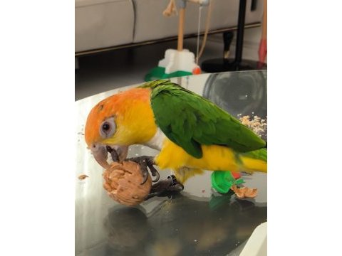 Caique papağanı (kayık papağanı)