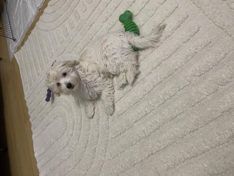 Yavru maltipoo köpekler