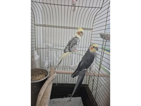 Yavru vermiş sağlıklı çift sultan papağanı