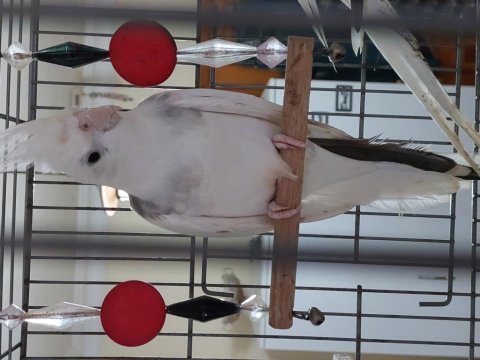 Wf heavy pied sultan papağanı