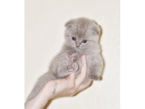 2 adet scottish fold 1 adet british