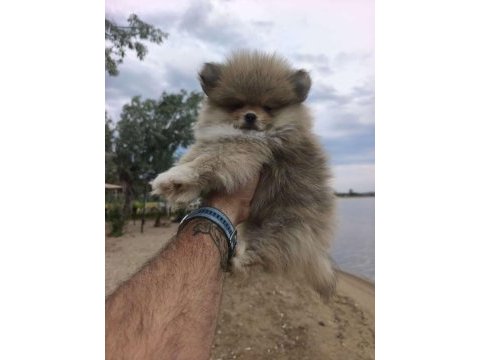 Pomeranian boo yavruları