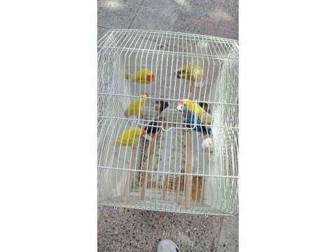 Dişi ve erkek mevcut yavru kuşumuz