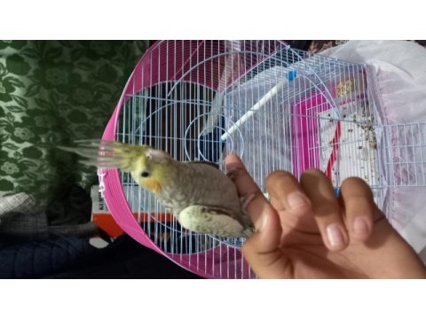 Sultan papağanı 3 aylık