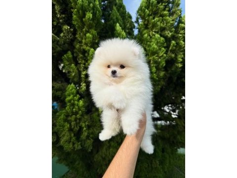 Irk garantili pomeranian yavruları 
