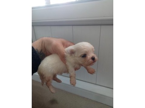 Maltese terrier bebekler