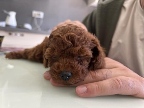 Kore tea cup poodle yavrular