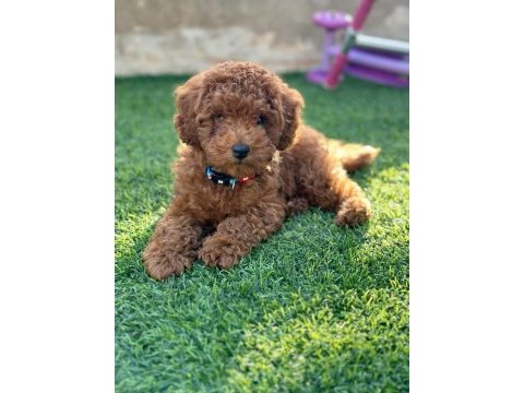 Toy poodle yavrumuz ilk aşıları yapıldı