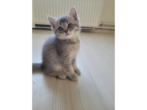 Scottish fold ve british yavru kediler