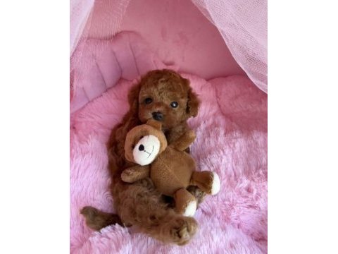Ruhsatlı köpek ciftliginden toy poodle yavrularımız