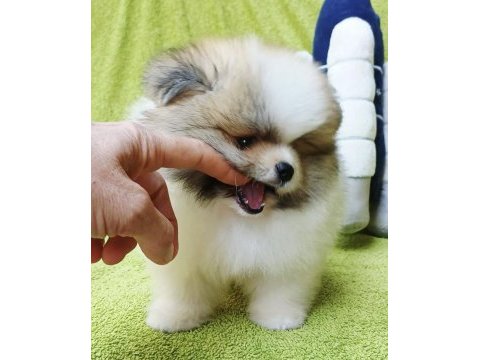 Pomeranian boo garantili erkek ve dişi