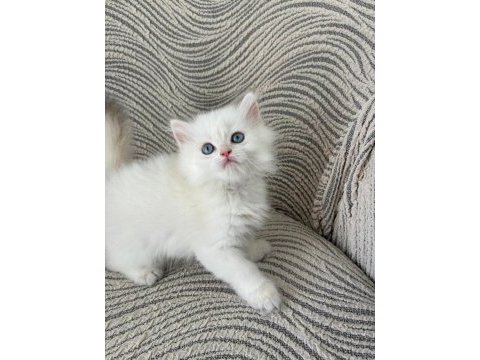 British longhair miniklerim