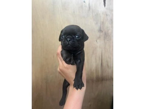 Pug yavrular 7 tane