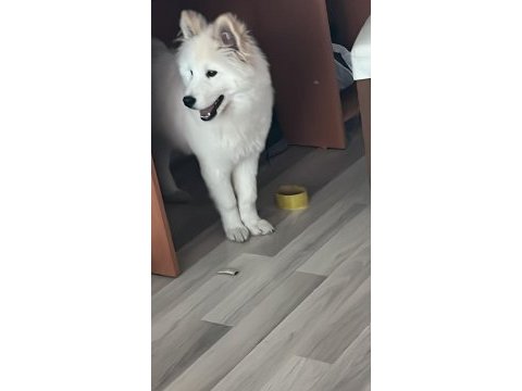 Çok akıllı çok sadık 4.5 aylık patili samoyed dostum