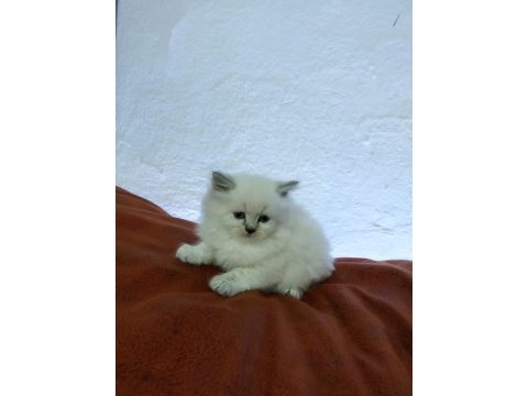 Muhteşem güzellikte ragdoll yavrularımız