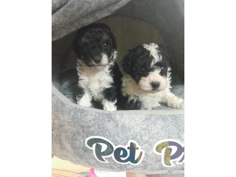 Harlequin toy poodle yavrular