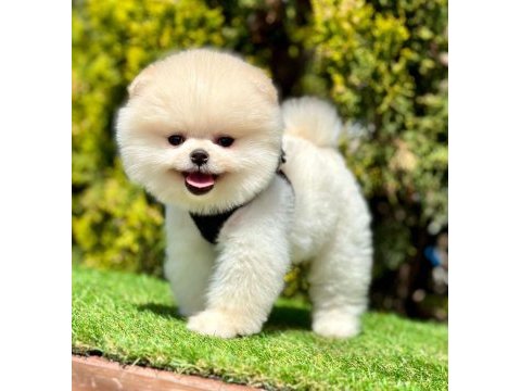 Sevimli pomeranian boo yavrularımız